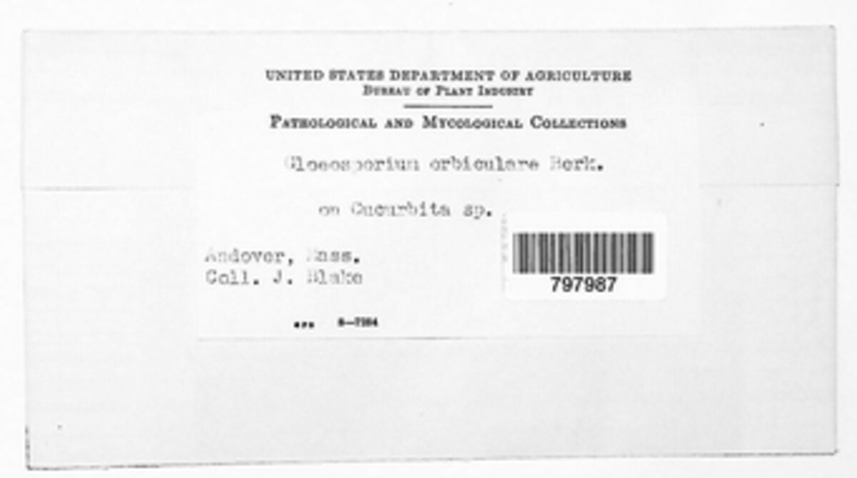 Gloeosporium orbiculare image